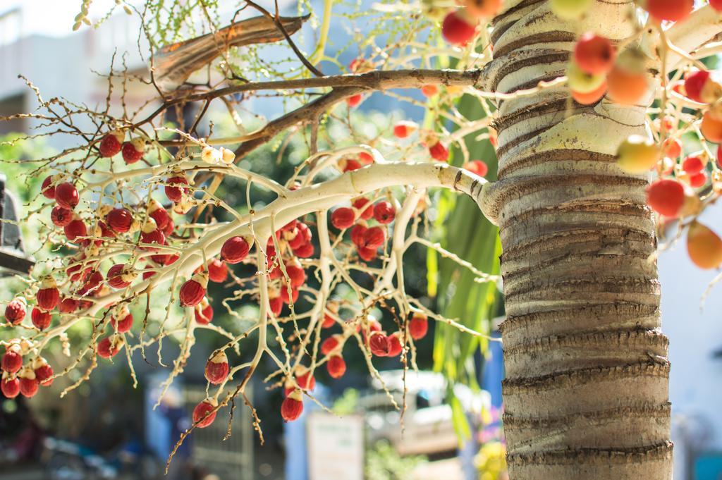 Nhà Dân Areca Apartment Hội An Ngoại thất bức ảnh